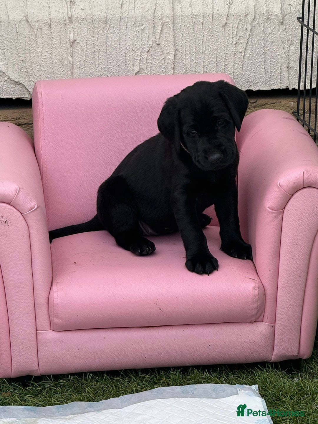 Labrador Retriever dogs for sale: Stunning black Labrador puppies  - Image 21