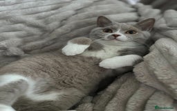 British Shorthair cats for sale: Beautiful BH Bicolour Kittens. Ready now! - Image 10