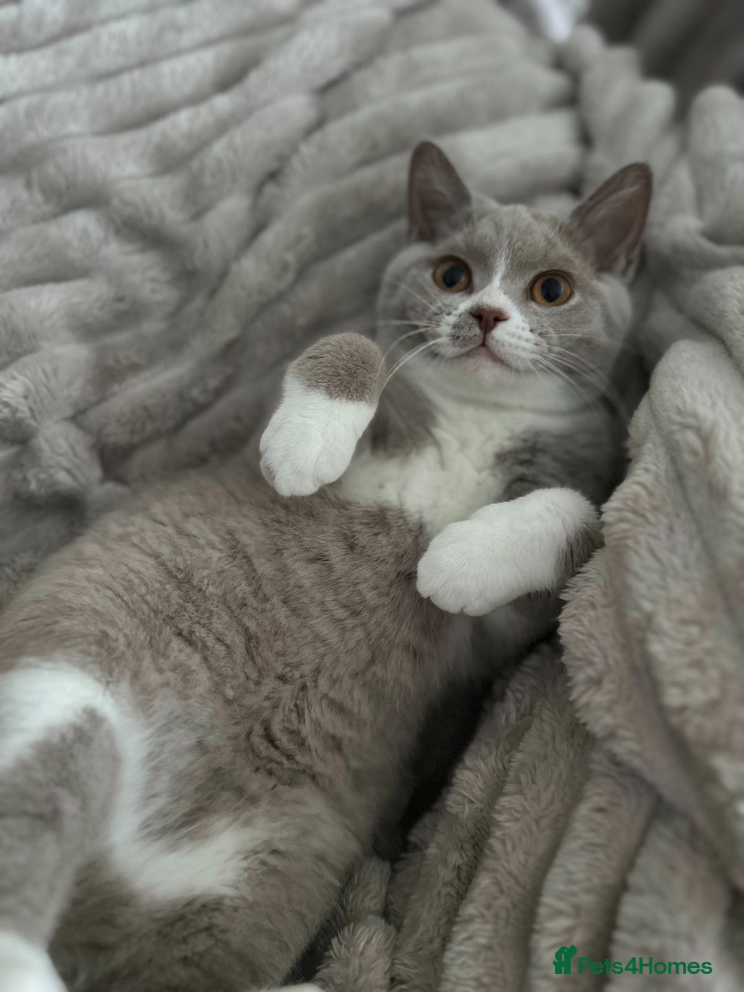British Shorthair cats for sale: Beautiful BH Bicolour Kittens. Ready now! - Image 10