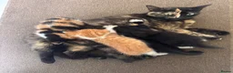 Mixed Breed cats for sale: “ **  Paws” in Manchester - Advert 3
