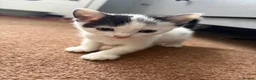 Mixed Breed cats for sale: Adorable kittens need loving homes! - Advert 8