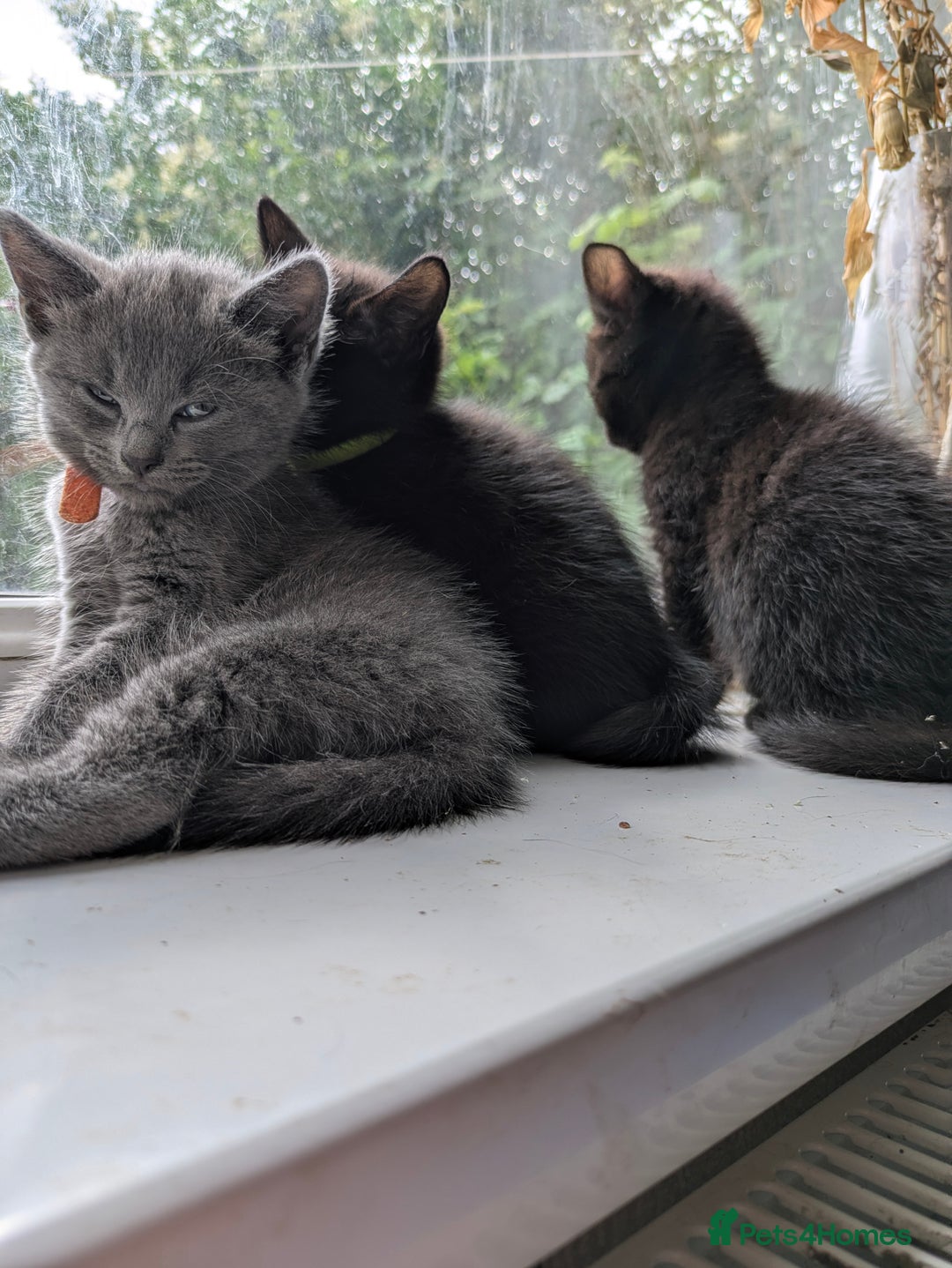 Mixed Breed cats for sale: Gorgeous kittens ready July 23rd - Image 1