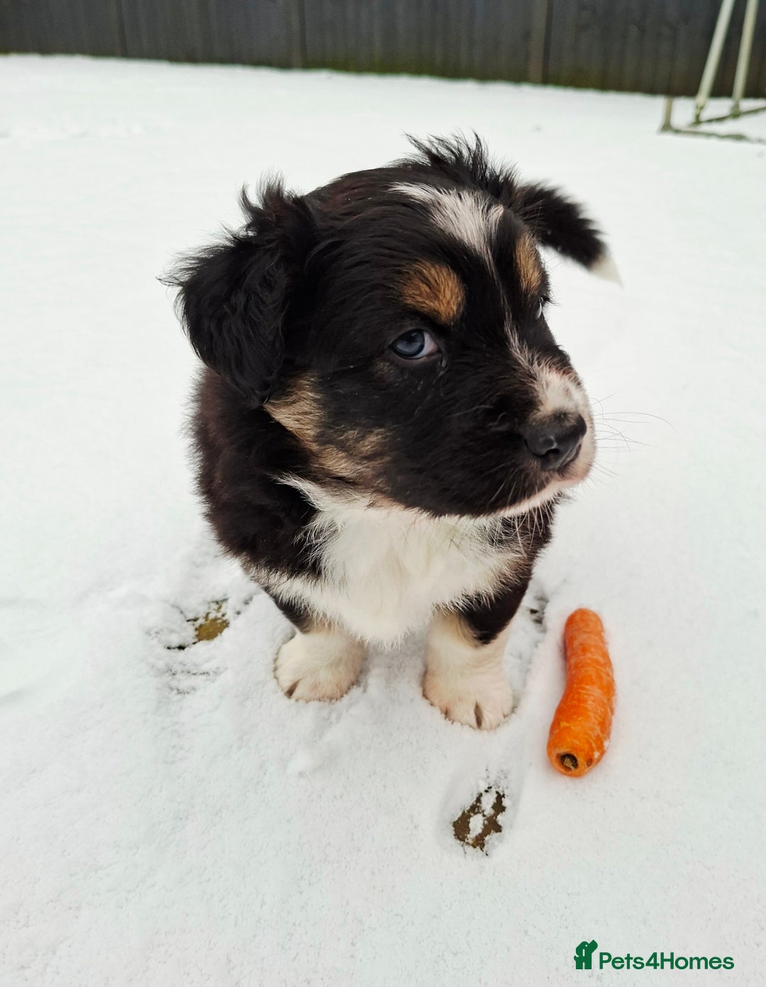 Australian Shepherd dogs for sale: Beautiful Australian Shepherd puppy for sale  - Advert 4