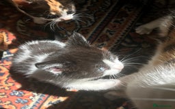 Mixed Breed cats for sale: 2 beautiful kittens  - Image 22