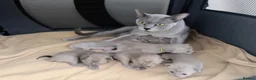 Burmese cats for sale: GCCF registered Burmese Kittens-Blue & Brown boys - Advert 1