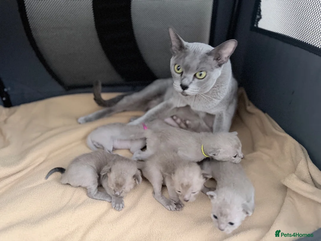 Burmese cats for sale: GCCF registered Burmese Kittens-Blue & Brown boys - Advert 1