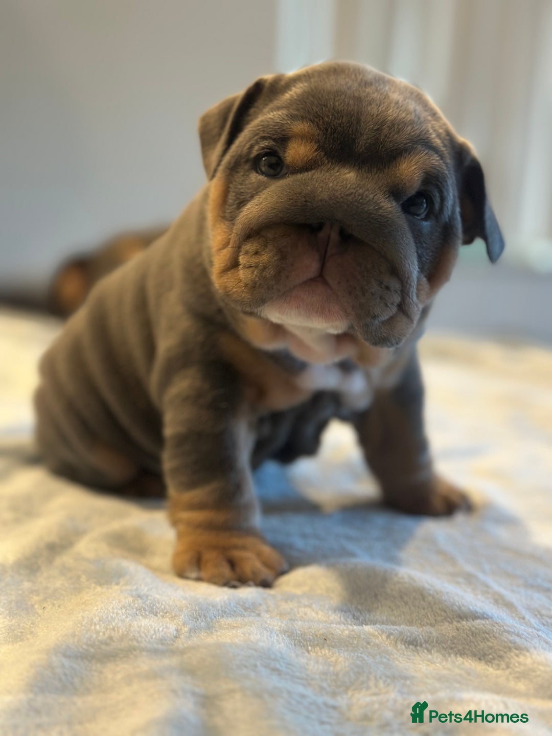 English Bulldog dogs for sale: Stunning KC Registered English Bulldog Puppies - Image 23