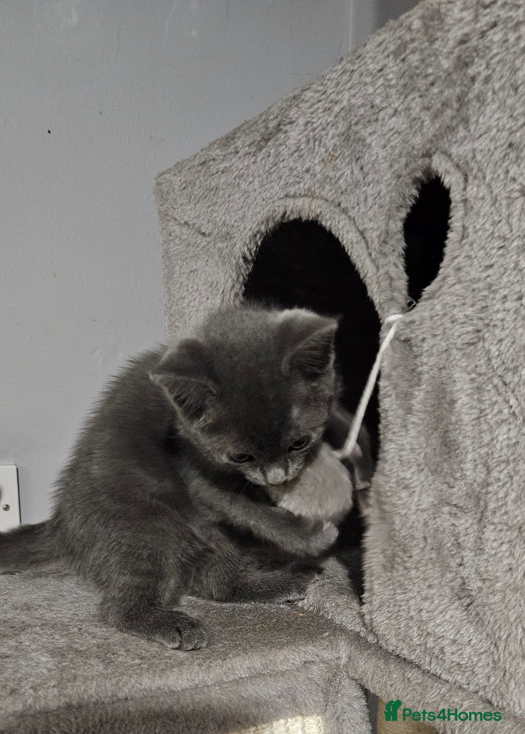 Russian Blue cats for sale: 🐾 last two girls Russian Blue Kittens 🐾 - Advert 21