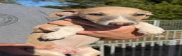 Whippet dogs for sale: READY TO GO - Healthy, well-bred, KC Whippet pups - Advert 13