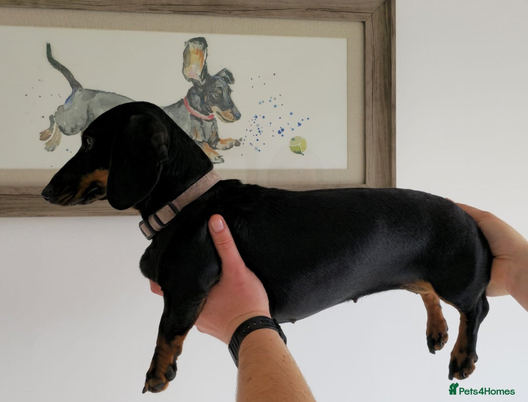 Miniature Dachshund dogs for sale: Miniature dachshund female - Image 18