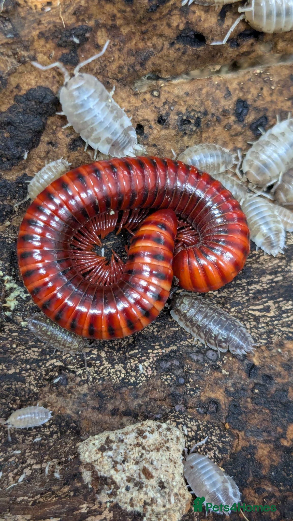 Millipedes invertebrates Red Fire Millipedes  - Advert 1