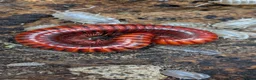 Millipedes invertebrates for sale: Red Fire Millipedes  - Advert 1