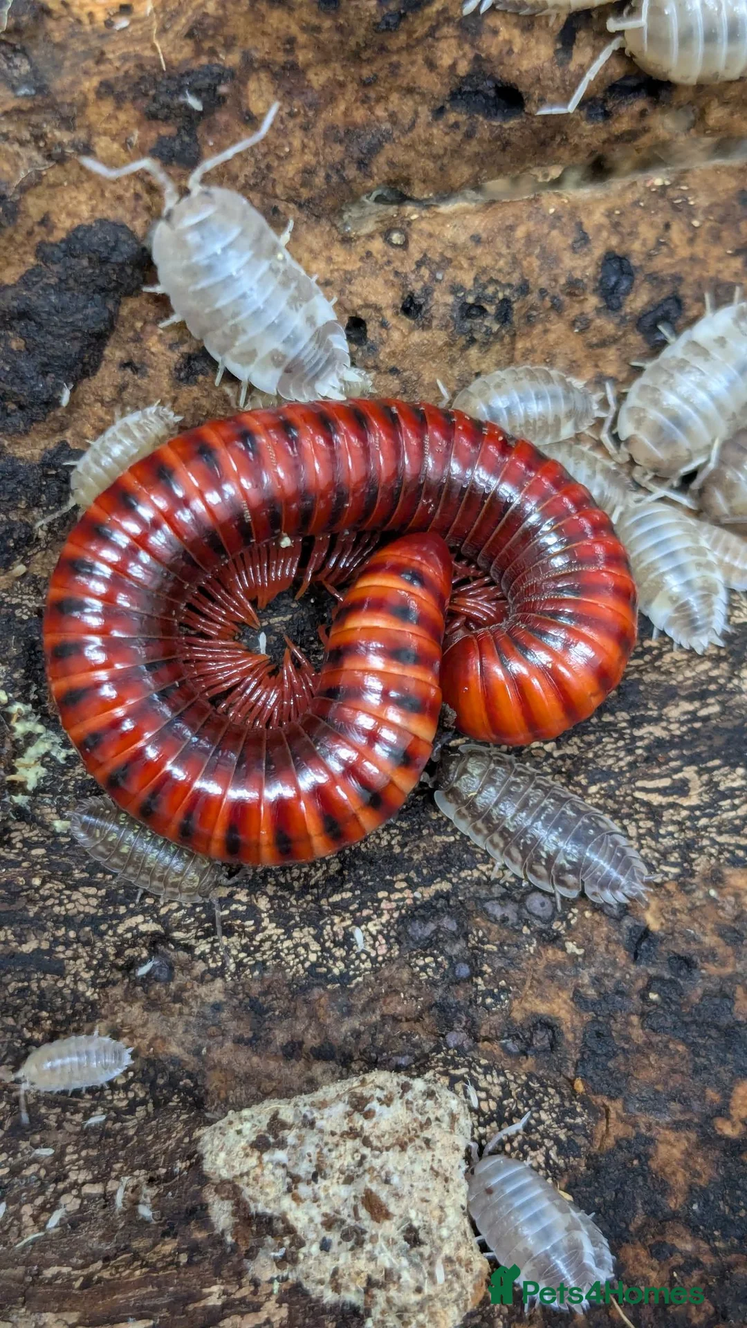 Millipedes invertebrates for sale: Red Fire Millipedes  - Advert 1