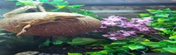 Gecko reptiles for sale: Friendly cresty and bioactive set up - Advert 4