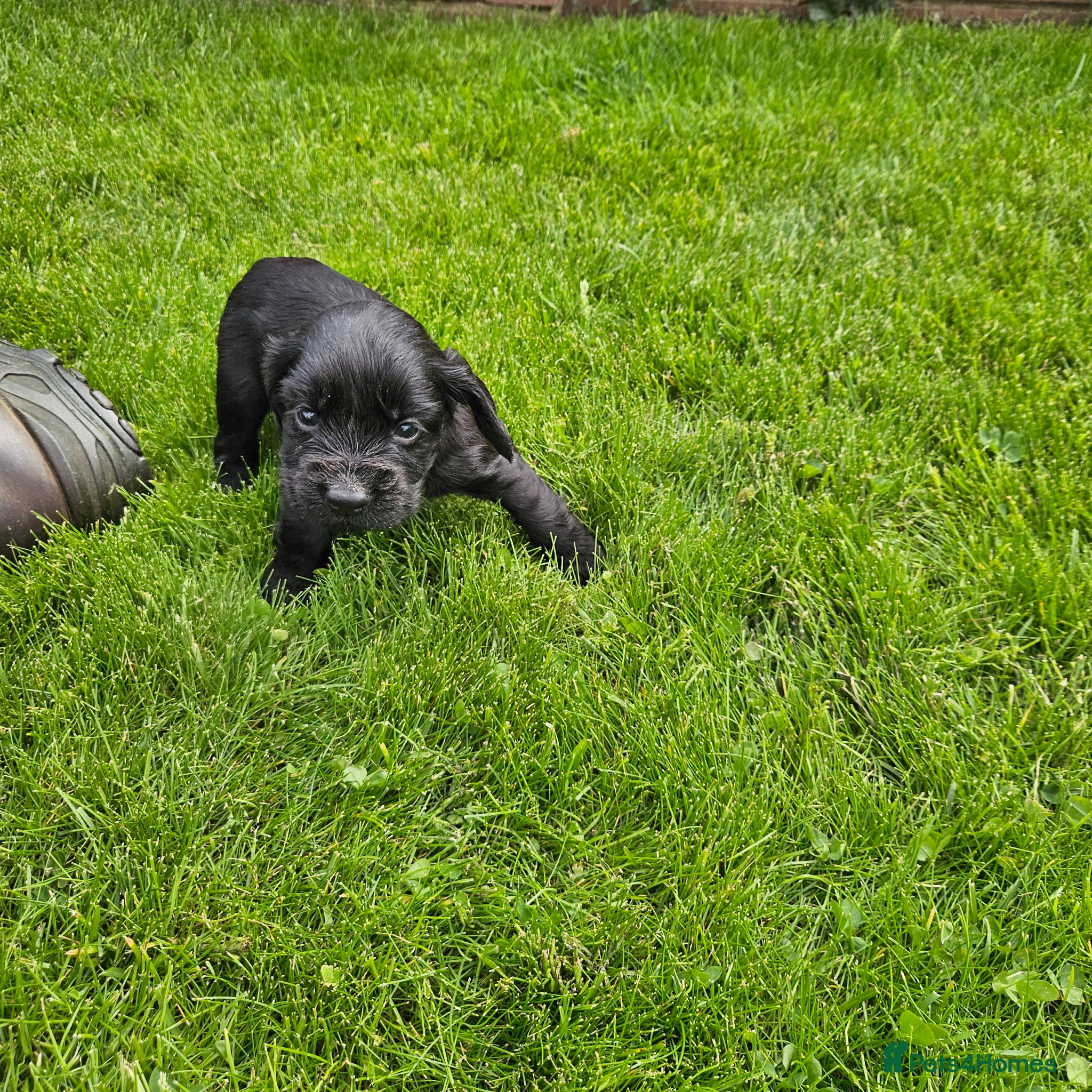 Cocker Spaniel dogs Cocker spaniels  - Advert 2