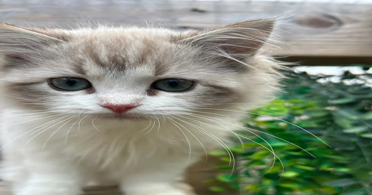 Ragdoll Kittens for sale | Pets4Homes