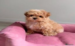 Maltipoo dogs for sale: Beautiful Best Friends Maltipoo toy puppies - Image 10