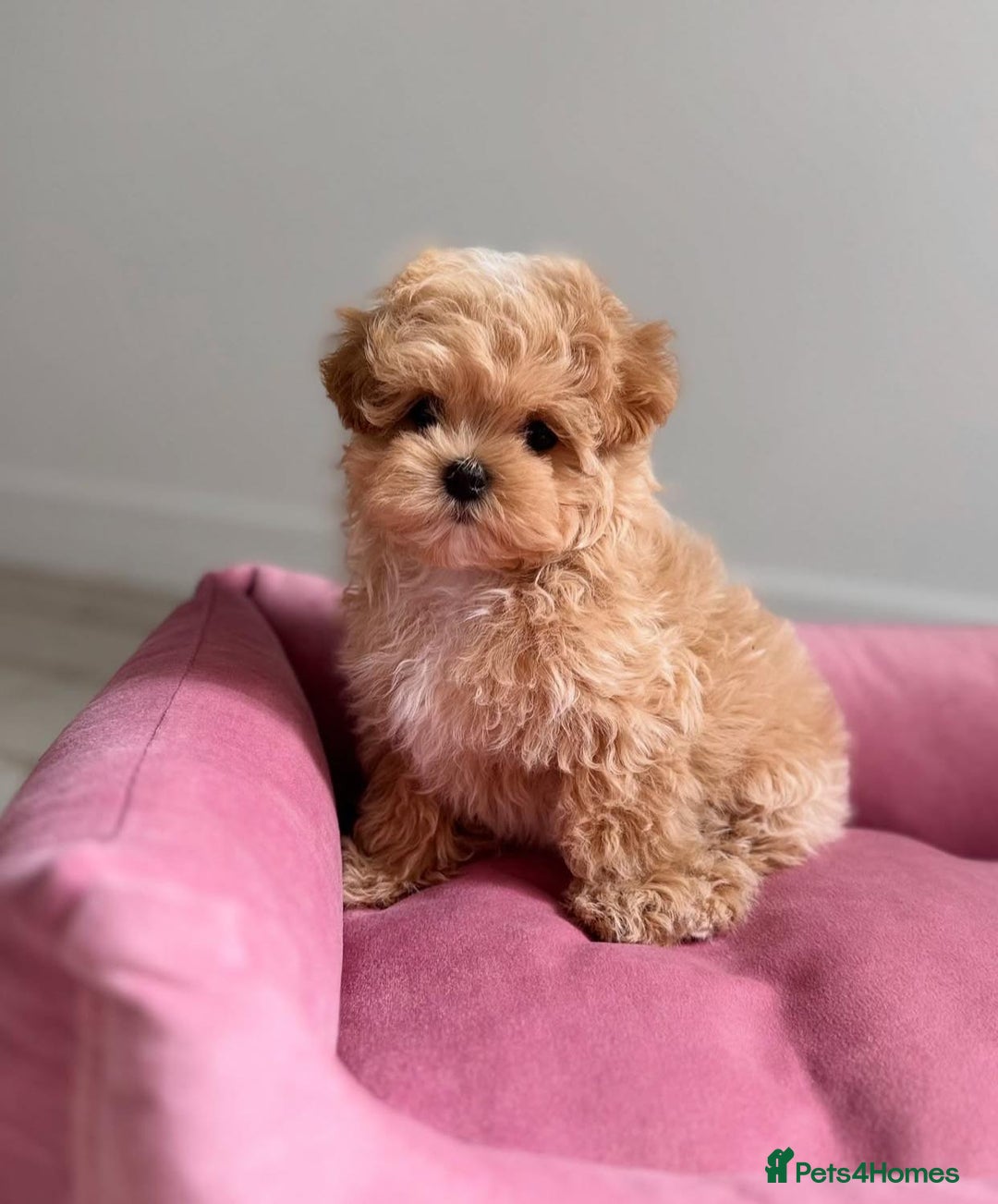 Maltipoo dogs for sale: Beautiful Best Friends Maltipoo toy puppies - Image 10