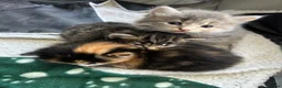 Mixed Breed cats for sale: Two mixed litters for sale - Advert 2
