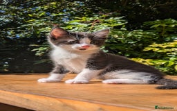 Mixed Breed cats for sale: Tuxedo Kittens - Image 17