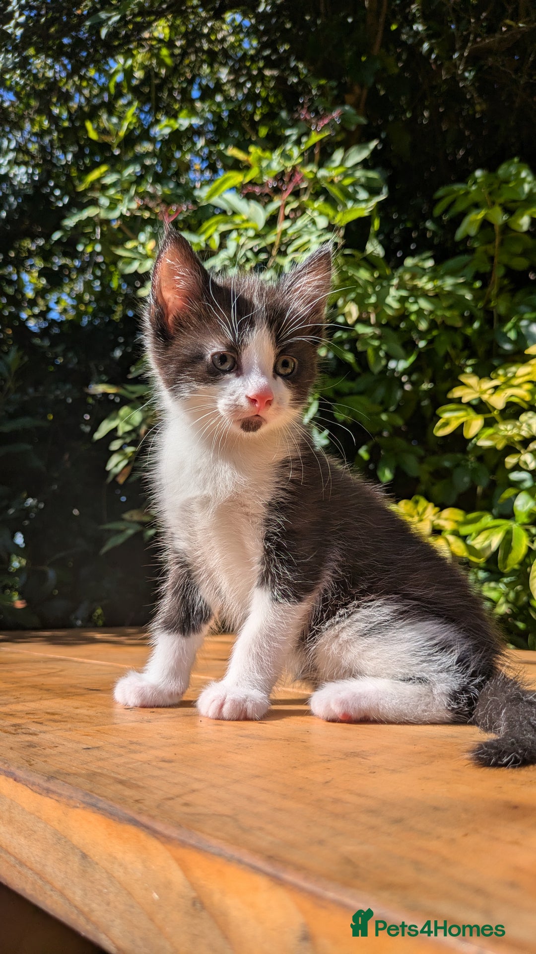 Mixed Breed cats for sale: Tuxedo Kittens - Image 17