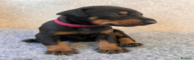 Pink Collar