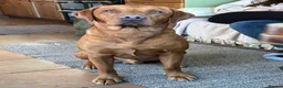 Labrador Retriever dogs for stud: Stanley in Tadley - Advert 4