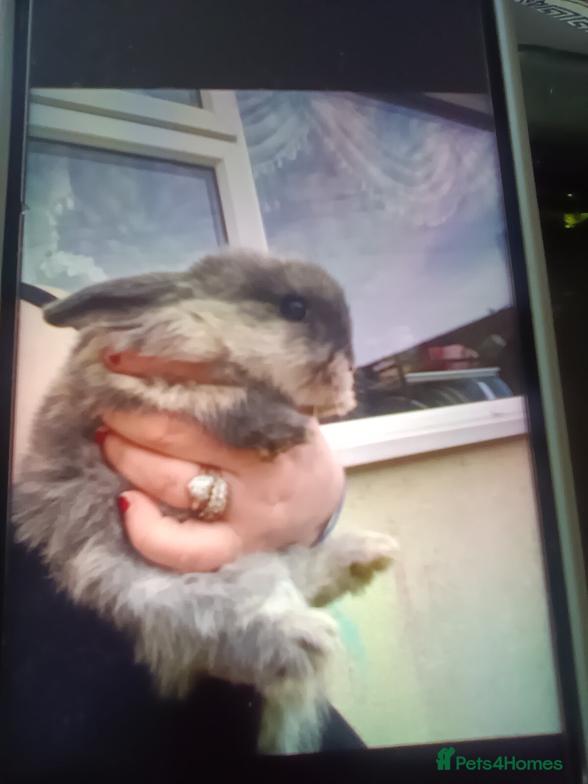 Mini Lop rabbits Mini lops - Advert 12