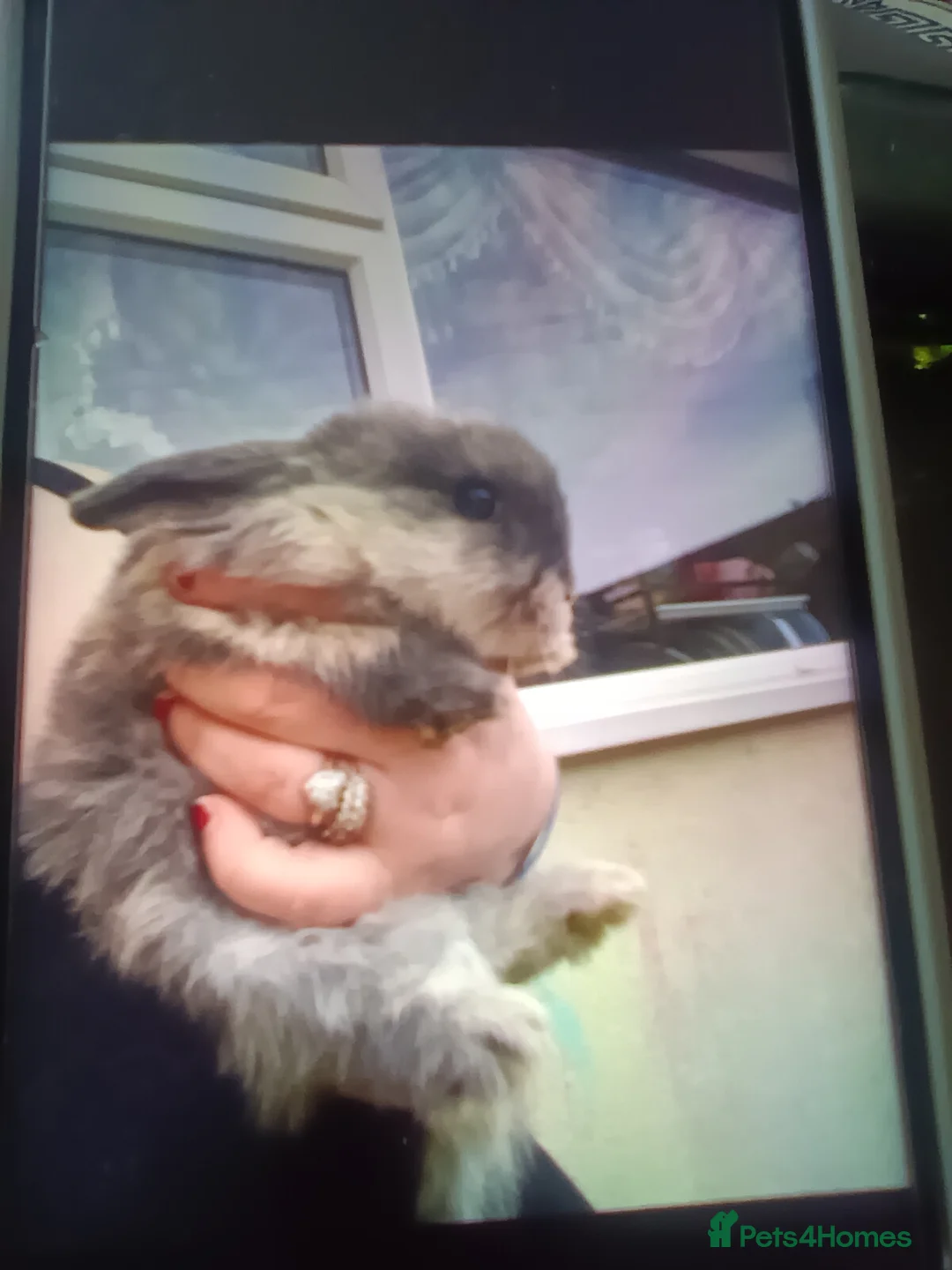 Mini Lop rabbits for sale: Mini lops - Advert 1