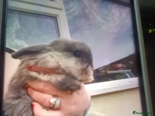Mini Lop rabbits Mini lops - Advert 12