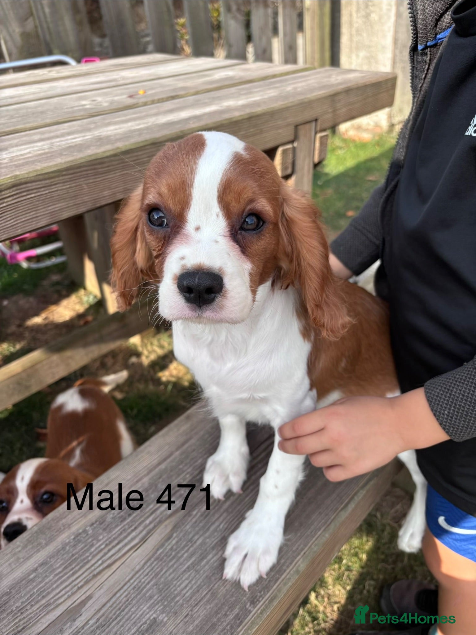 Cavalier King Charles Spaniel dogs Gorgeous chunky little puppies READY now - Advert 2