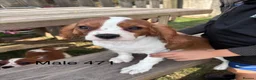 Cavalier King Charles Spaniel dogs for sale: Gorgeous chunky little puppies READY now - Advert 3