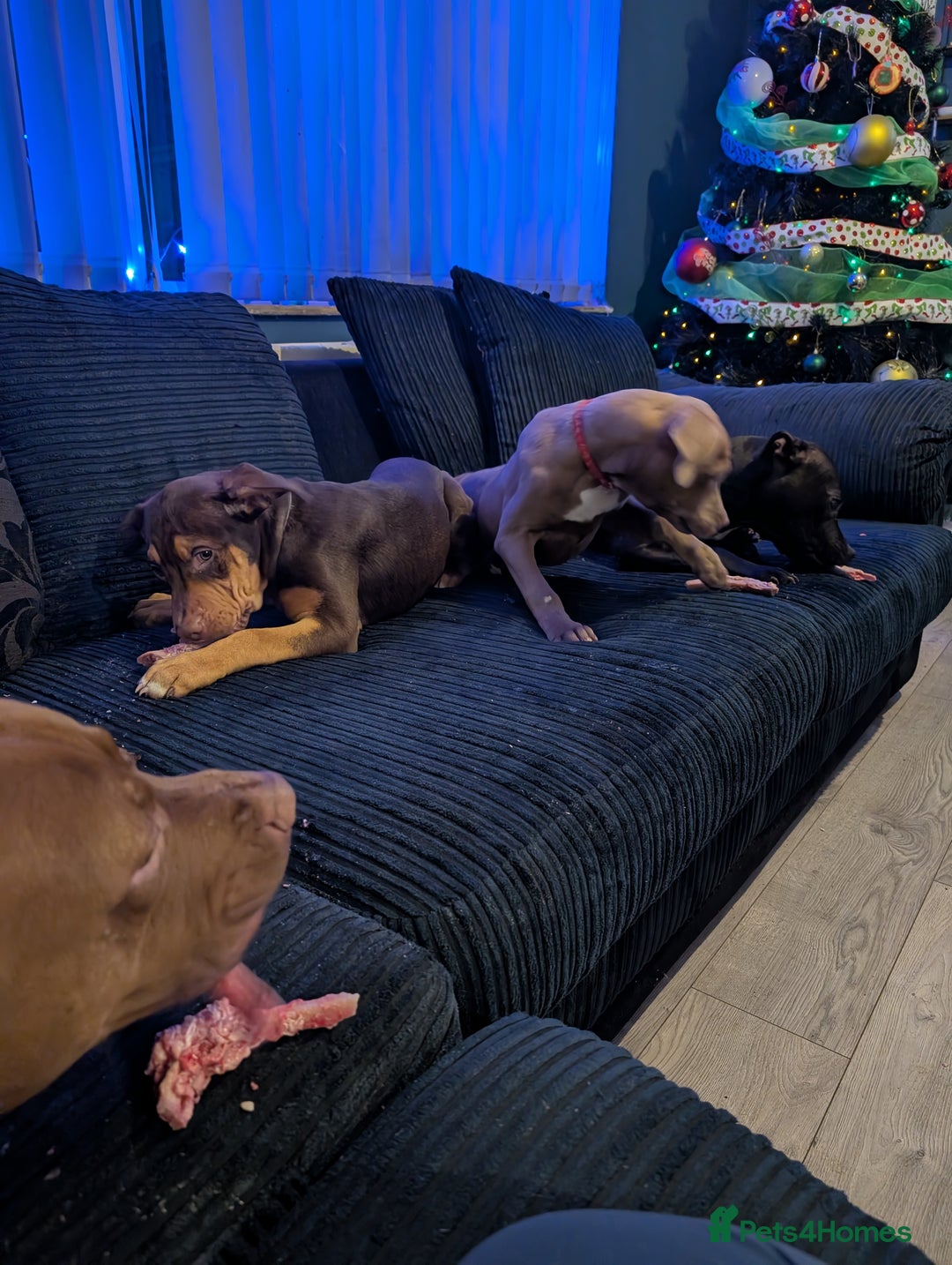 Mixed Breed dogs for sale: Female bullador  - Advert 1