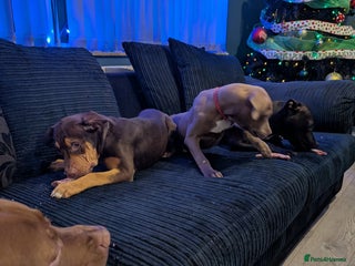 Mixed Breed dogs Female bullador - Advert 1