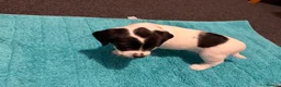 Mixed Breed dogs for sale: Cross bread Springer/Russel in Nuneaton - Advert 15