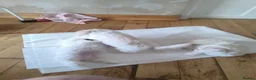 Maltese dogs for sale: 2 female Maltese puppies - Advert 8