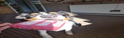 Border Collie dogs for adoption: CHARLIE - COLLIE - FOR ADOPTION IN CORNWALL/DEVON - Advert 20