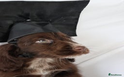 Cocker Spaniel dogs for sale: Championline Cocker Spaniel - Advert 20