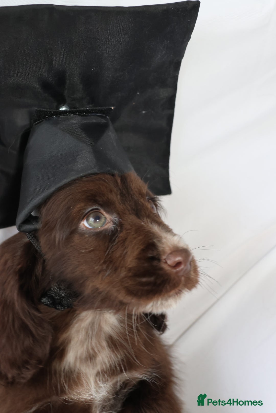 Cocker Spaniel dogs for sale: Championline Cocker Spaniel - Advert 20