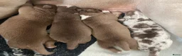 American Bully dogs for sale: 4 ABKC unreal bully’s - Advert 1