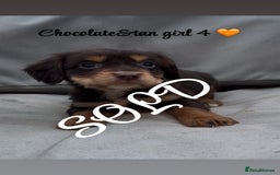 Cocker Spaniel dogs for sale: Cocker spaniel puppies for sale - Image 22