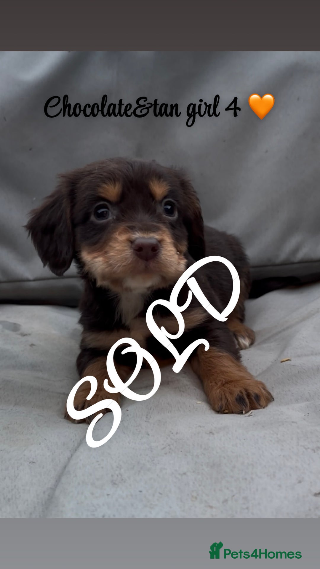 Cocker Spaniel dogs for sale: Cocker spaniel puppies for sale - Image 22