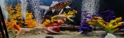 Goldfish fish for sale: Gold Fish sarasa, comets and shubunkin  - Advert 9