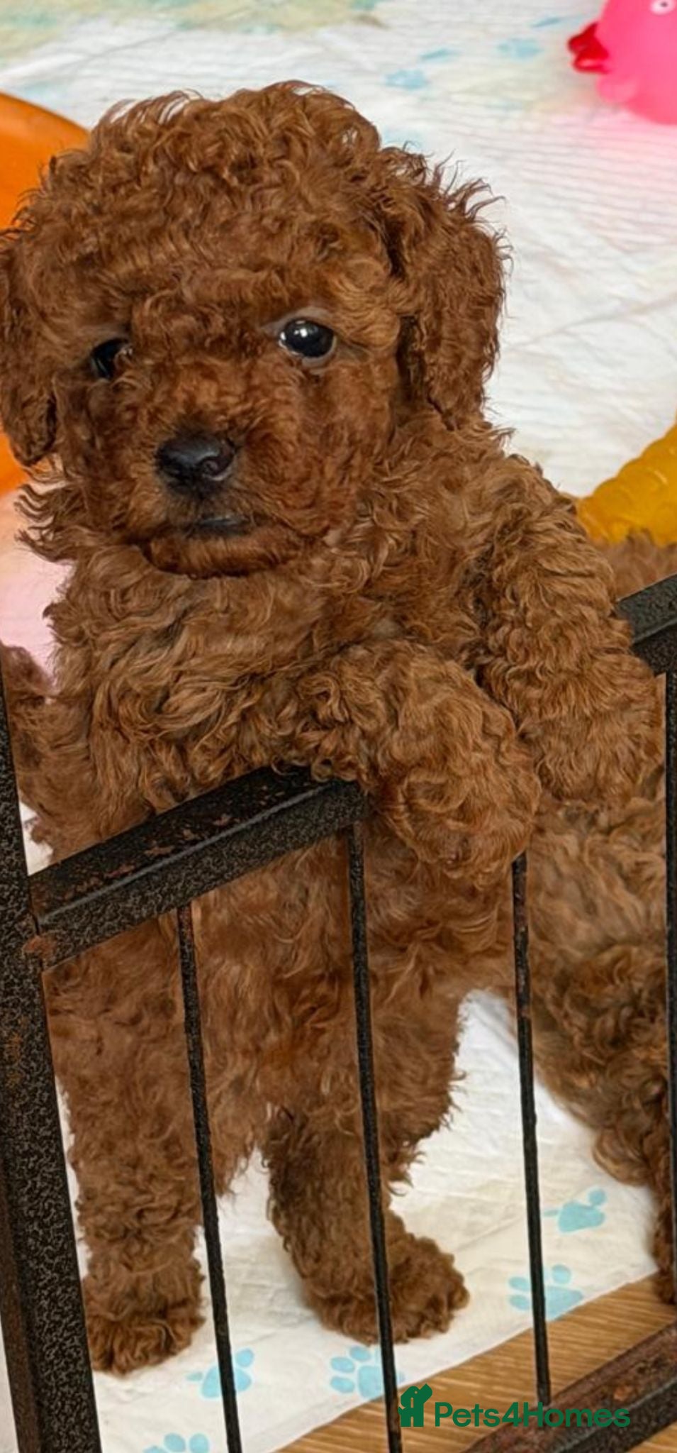 Toy Poodle dogs 5 GENERATION KC REGISTERED DEEP RED TOY POODLE  - Advert 1