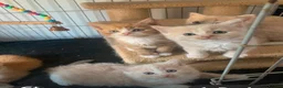 British Shorthair cats for sale: British short hair X - Advert 4