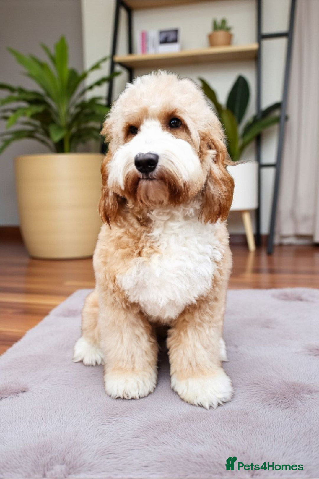 Cockapoo dogs for stud: Hip 0/0🌟 Elbow 0/0🌟 Australian Labradoodle - Advert 15