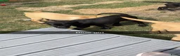 Labrador Retriever dogs for sale: 5 stunning Labrador puppies for sale - Advert 2