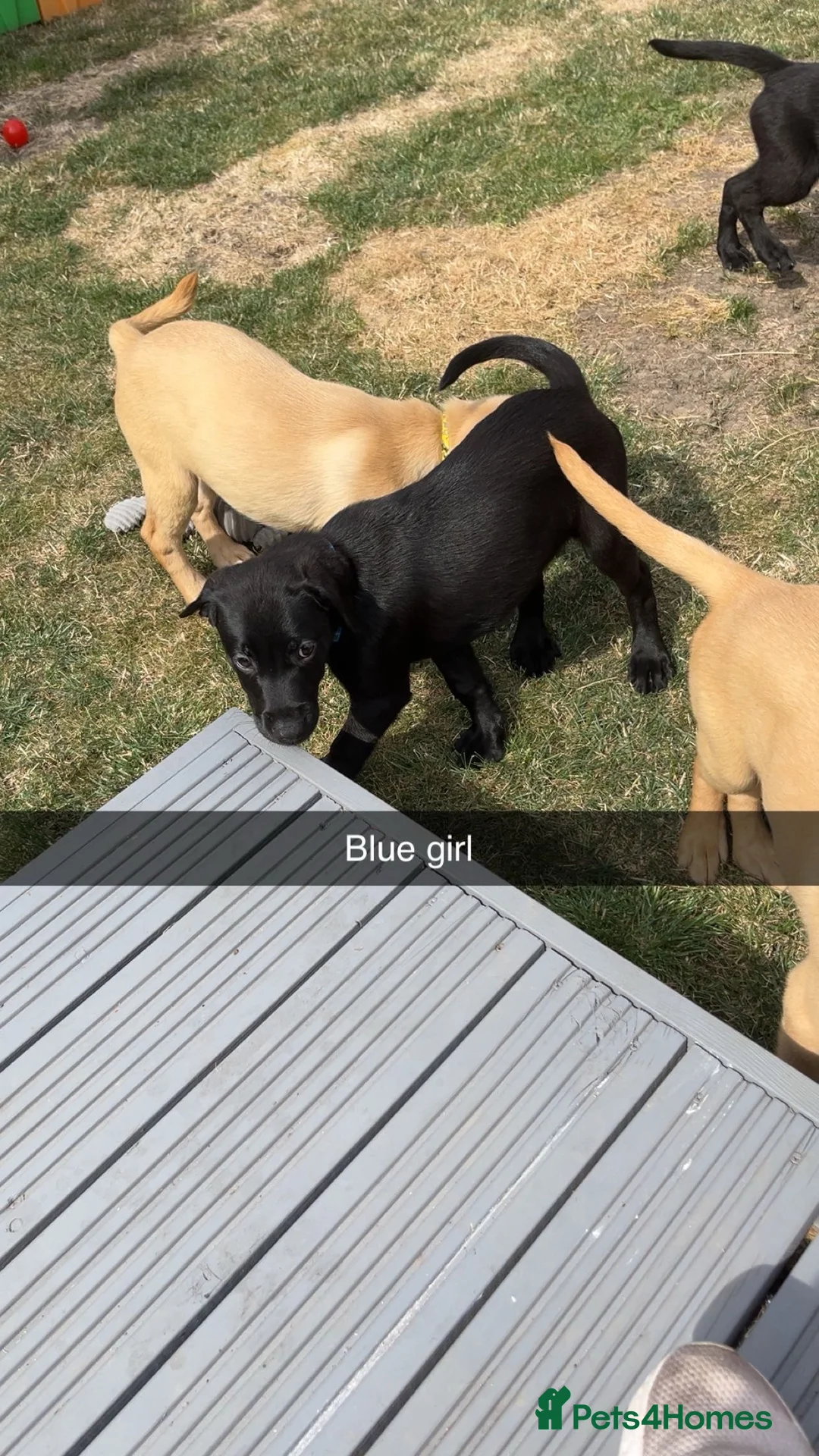 Labrador Retriever dogs for sale: 5 stunning Labrador puppies for sale - Advert 2