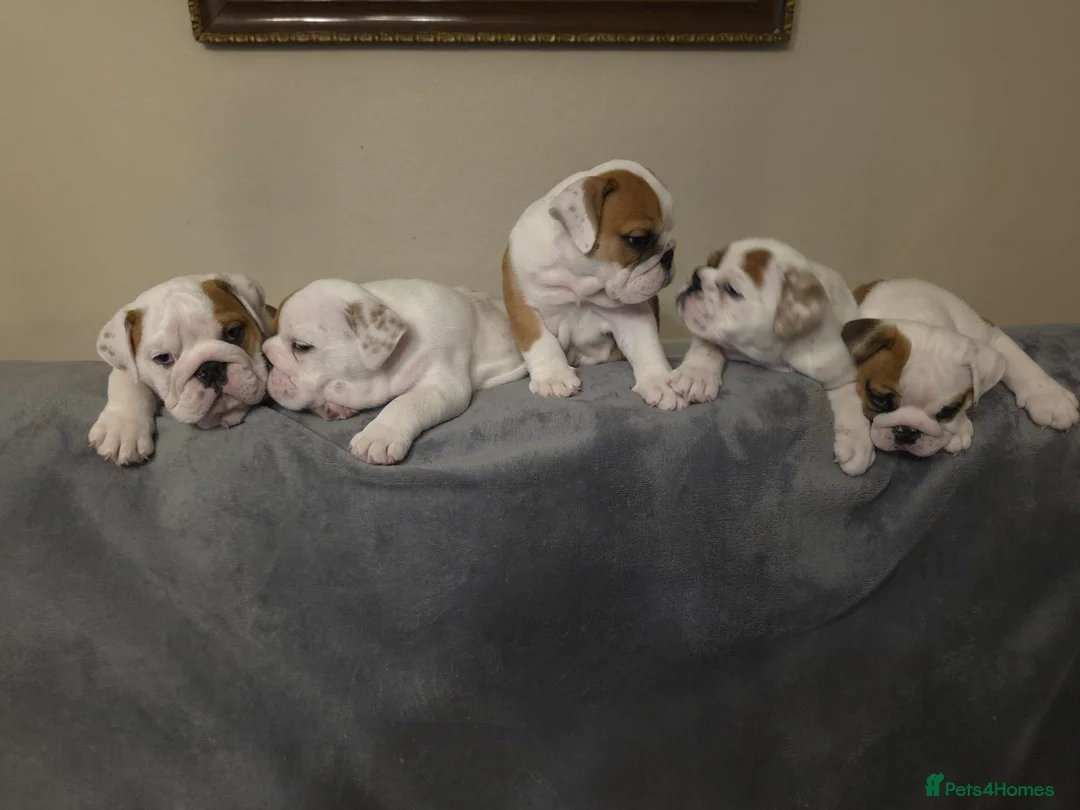 English Bulldog dogs for sale: 5 beautiful KC pups  - Advert 1