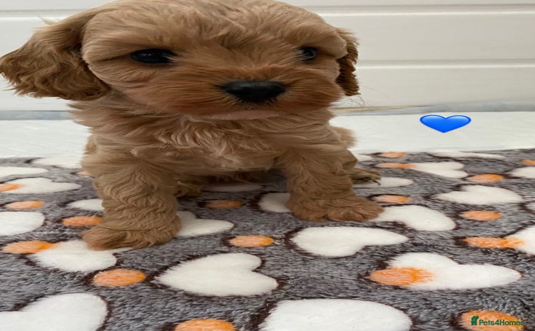 Cavapoo dogs - Advert 3
